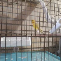 قناری نر سبز کشیده (دورگه سبز علیخانی)|پرنده|تهران, زرگنده|دیوار