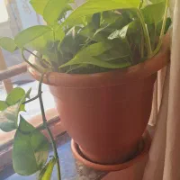 گل پتوس و زامو فیلیا|گل و گیاه طبیعی|هشتگرد, هشتگرد قدیم|دیوار