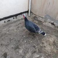 بوقلمون ماده سنگین وزن.|حیوانات مزرعه|کرج, خرمدشت|دیوار