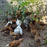 جوجه ۴۰ روزه گلپایگانی درجه یک اصلاح شده. عالی|حیوانات مزرعه|رشت, لاکان|دیوار
