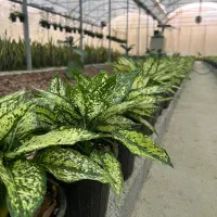 تولید و فروش و ارسال گل وگیاه آپارتمانی|گل و گیاه طبیعی|آمل, |دیوار