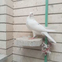 کبوترپرشی تهرونی|پرنده|اصفهان, ارغوانیه|دیوار