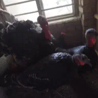 بوقلمون نر و ماده