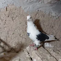 کفتر گمشده|حیوانات|شازند, |دیوار