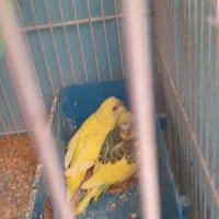 جوجه لوتینو خوشگل|پرنده|مشهد, رستگار|دیوار