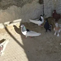 کبوتر|پرنده|شیراز, شیخ علی چوپان|دیوار