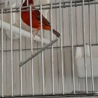 قناری کبالت و نر سوخته خونی