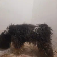 سگ پاپی|سگ|مشهد, شهرک رازی (شهرک غرب)|دیوار