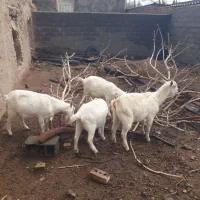 بزسانن|حیوانات مزرعه|فیروزه, |دیوار