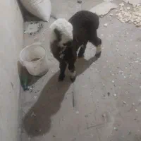 بره ماده لری