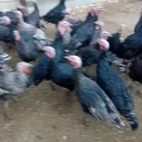 بوقلمون نر و ماده|حیوانات مزرعه|کنگاور, |دیوار