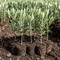 فروش فوری نهال زیتون ، کیفیت بالا|گل و گیاه طبیعی|کوار, |دیوار