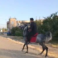 اسب نژاد دار|اسب و تجهیزات اسب‌سواری|میاندوآب, |دیوار