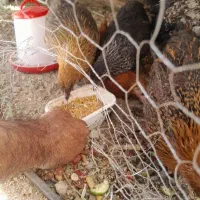 مرغ وخروس نیمچه