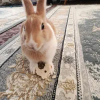 الی خرگوش کوچولو مون