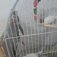 پرنده