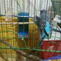 فروش جفت مرغ عشق جوان و سالم|پرنده|تهران, اوقاف|دیوار