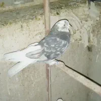 کفتر هما زردی ابلق سبز سرور