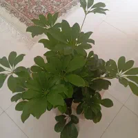 گل شفلرا|گل و گیاه طبیعی|بجنورد, |دیوار