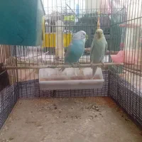 فروش یک جفت مرغ عشق مولد نژاد دار با 2تا جوجه|پرنده|مهدی شهر, |دیوار