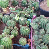 کاکتوس گیاهی مقاوم در برابر کم آبی