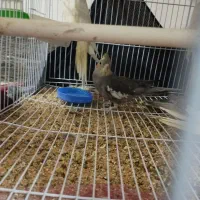 عروس هلندی لوتینو و خاکستری و ابلق|پرنده|سلامی, |دیوار