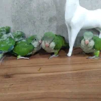 جوجه راهب سرلاکی|پرنده|یزد, |دیوار