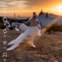 ۳تا کفتر گم کردم