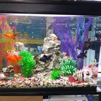 آکواریوم مرکزی خلیج فارس|ماهی|یاسوج, |دیوار