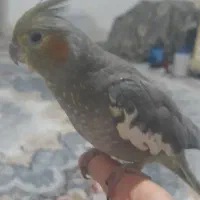 عروس هلندی|پرنده|بومهن, |دیوار