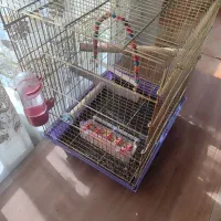 قفس|لوازم جانبی حیوانات|خمینی‌شهر, |دیوار