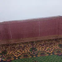 مرغ عشق|پرنده|کربال, |دیوار