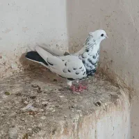 کبوتر تهرانی|پرنده|قرچک, مهدیه|دیوار
