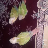 یه جفت گرینچیک به همراه جوجه