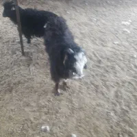 بزغاله نرسبک