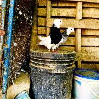 فروش دمی دوکت طوقی|پرنده|لامرد, |دیوار