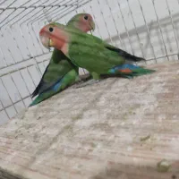 طوطی برزیلی|پرنده|اردبیل, |دیوار