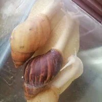 حلزون آچاتینا