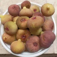 فروش انجیر خانگی