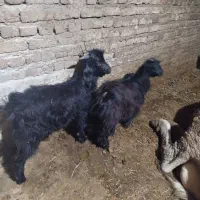 4تا هستند همشون نر هستند|حیوانات مزرعه|مهاباد (آذربایجان غربی), |دیوار