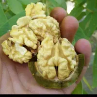 گردو کاغذی