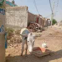 الاغ نر|حیوانات مزرعه|اهواز, علی آباد|دیوار