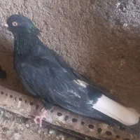 فرش