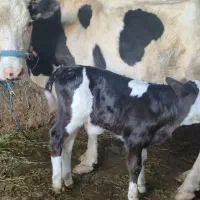 گاو شیری|حیوانات مزرعه|مسجد سلیمان, |دیوار