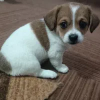 فروش سه عدد توله نژاده شیواوا درسه رنگ