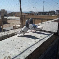 کبوترسوسنیدمسفیدجفت|پرنده|مرودشت, ولایت|دیوار