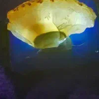 سنگی کم یاب و قدیمی