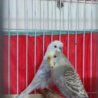 مرغ عشق خوش رنگ|پرنده|طبس, |دیوار