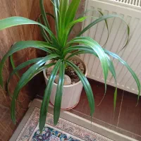 گل اشک ملکه کنار سالنی زیبا