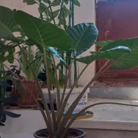 دوستداران گلهای بسیار زیباطبیعی آپارتمانی|گل و گیاه طبیعی|شهرکرد, |دیوار